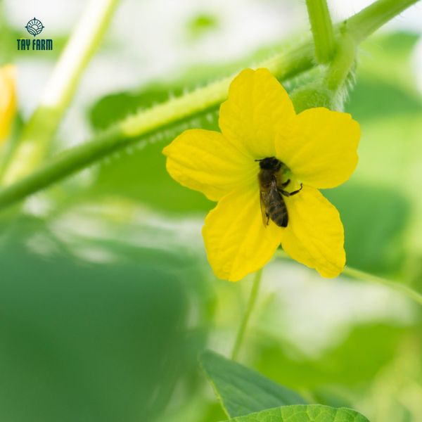 Nhà màng trồng dưa lưới Hoàng Kim Tây Farm