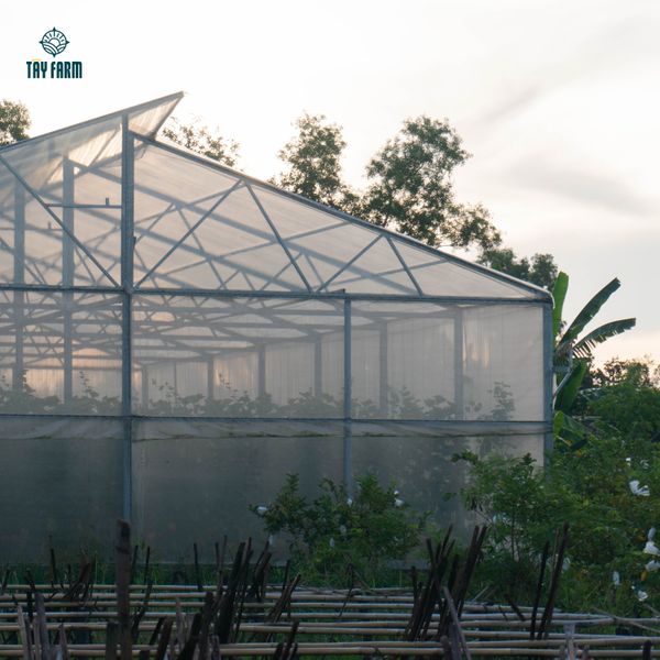 Nhà màng trồng dưa lưới Hoàng Kim Tây Farm