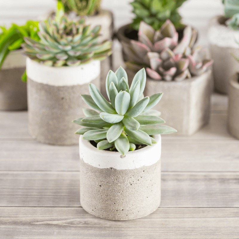 Cây mini để bàn