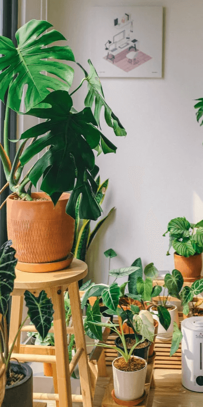 Cây trong nhà