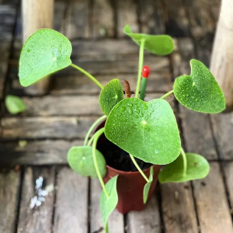 Sản phẩm chất lượng tốt nhất