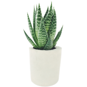 Cây mini để bàn