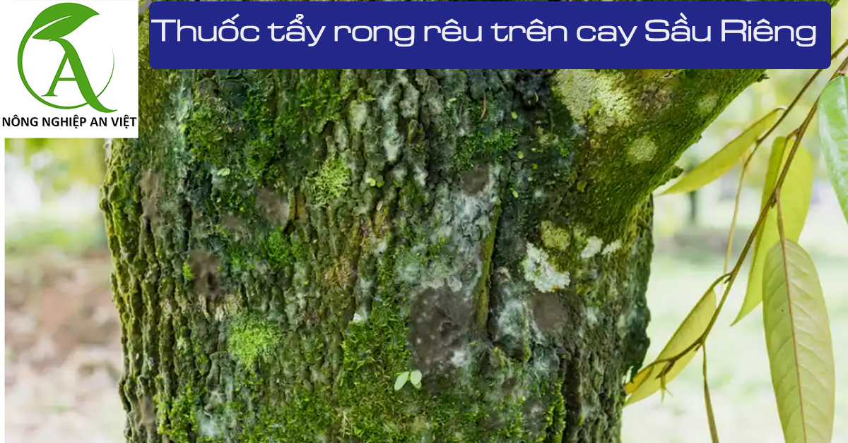 Cách tẩy rong rêu trên cây Sầu Riêng mới nhất 2023 ! – Nông Nghiệp BeliMax