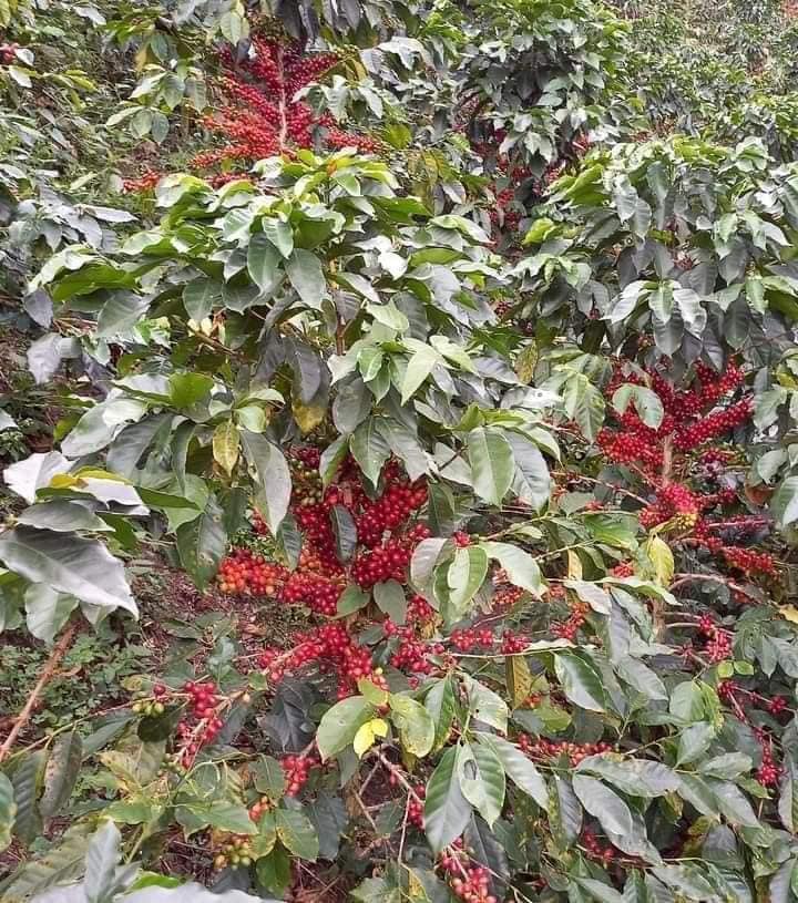 Giống cà phê chè THA1