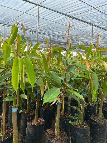 CÂY SẦU RIÊNG : CÁCH TRỒNG.CHỌN GIỐNG, CHĂM SÓC,VÀ NHỮNG ĐIỀU CHƯA BIẾT