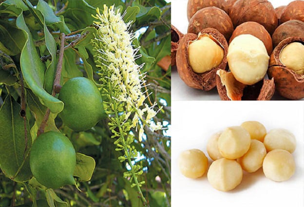 GIỚI THIỆU TỔNG QUAN VỀ CÂY MẮCCA
