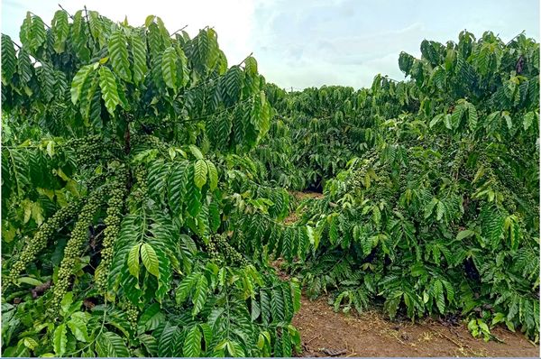 GIỚI THIỆU VỀ GIỐNG CÀ PHÊ XANH LUN (TRƯỜNG SƠN)