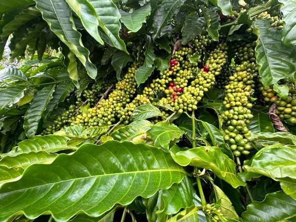 CÁCH TRỒNG CÀ PHÊ TỐT NĂNG SUẤT NHẤT