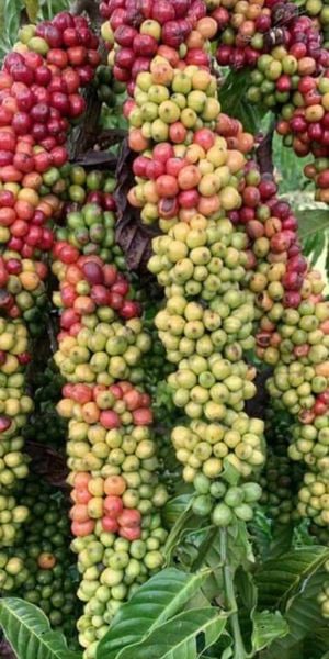 KỸ THUẬT GHÉP CÀ PHÊ