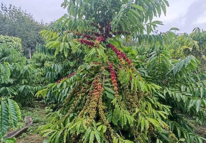 GIỚI THIỆU VỀ CÂY LÁ XOÀI (HT1)