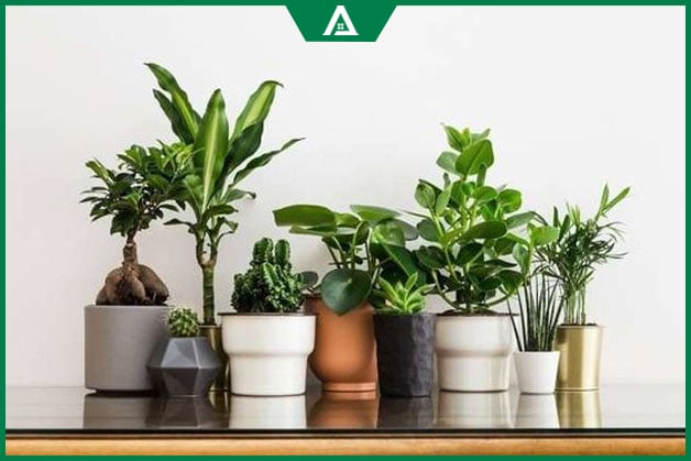 Tuổi Đinh Sửu 1997 hợp cây gì để bàn làm việc hút tài lộc