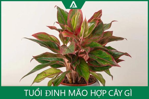 Cây hợp tuổi Đinh Mão - Lựa chọn cây phong thủy tốt nhất cho sức khỏe và tài lộc