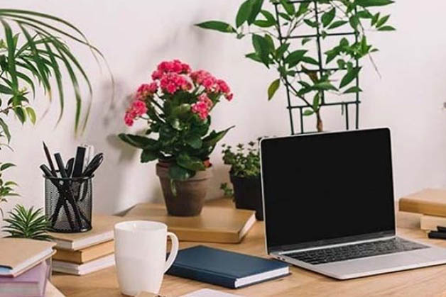 Tuổi Tân Dậu hợp cây gì để bàn làm việc hút tài lộc