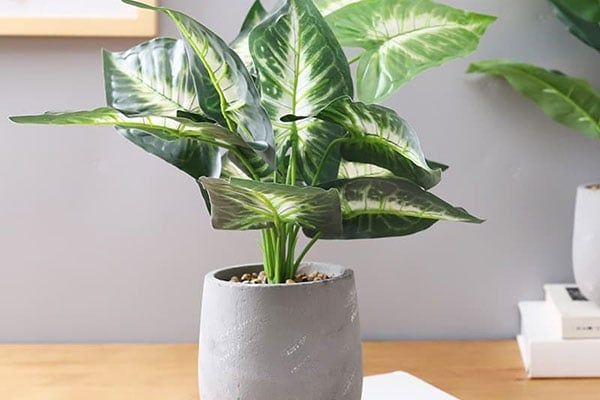 Trang trí góc làm việc văn phòng bằng cây xanh