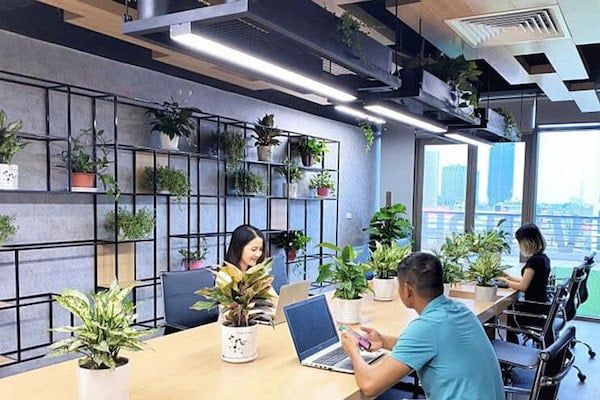 Văn phòng nhiều cây xanh giúp nhân viên có cảm giác gần gũi với thiên nhiên hơn