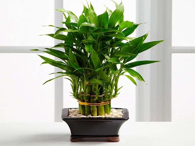 Cây thần tài là một trong những lựa chọn đáng để bạn cân nhắc trong cách chọn phong thủy bàn làm việc