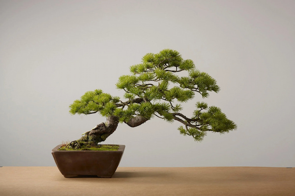 Cây bonsai trang trí phòng trà đạo