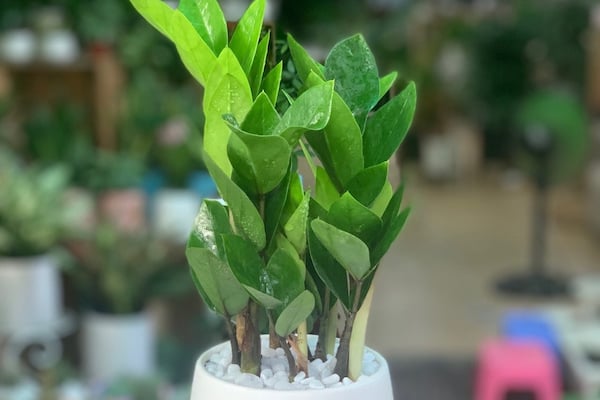 Chậu cây kim tiền mini để bàn