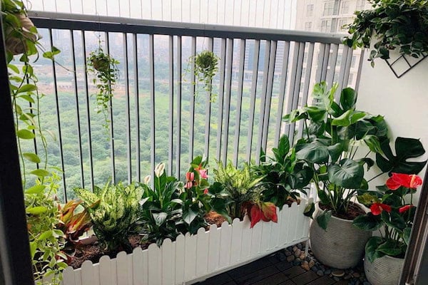 Trang trí ban công với nhiều cây cảnh đẹp
