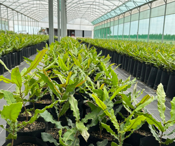The Development Cycle of Queensland Macadamia Seedling