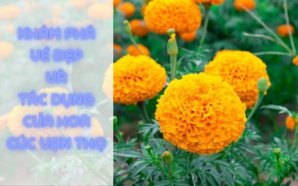 Khám phá vẻ đẹp và lợi ich của hoa cúc vạn thọ
