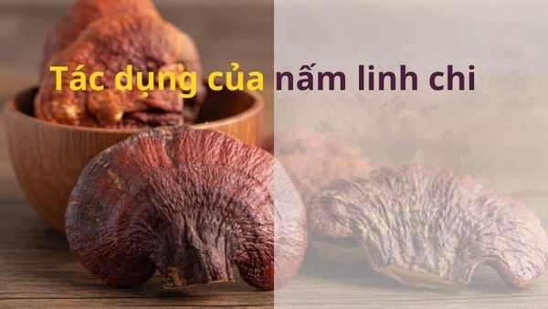 Tác dụng của nấm linh chi đối với sức khỏe con người