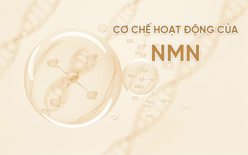Cơ chế hoạt động của NMN