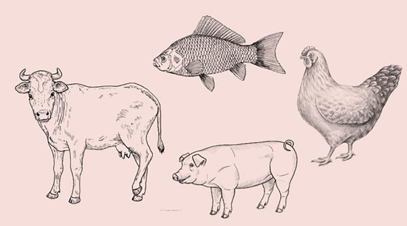 nguồn gốc collagen từ lợn, gà, cá, bò