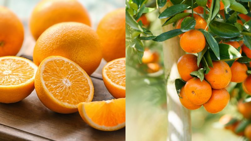 quả cam chứa nhiều vitamin c