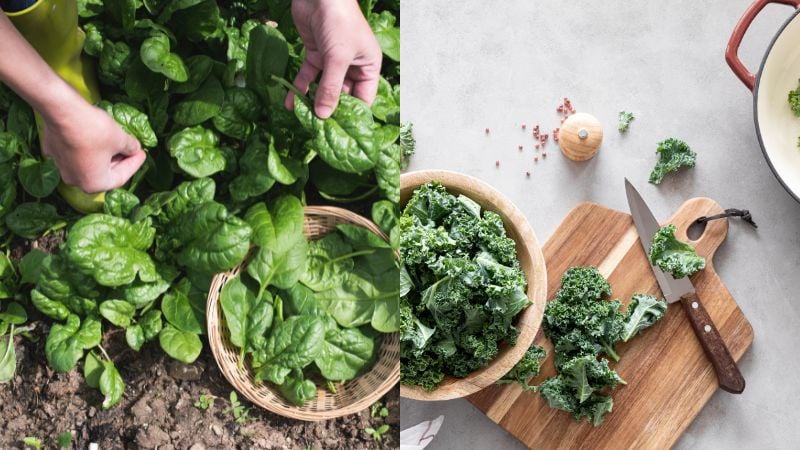 Rau lá xanh đậm như rau spinach, rau cải xoăn