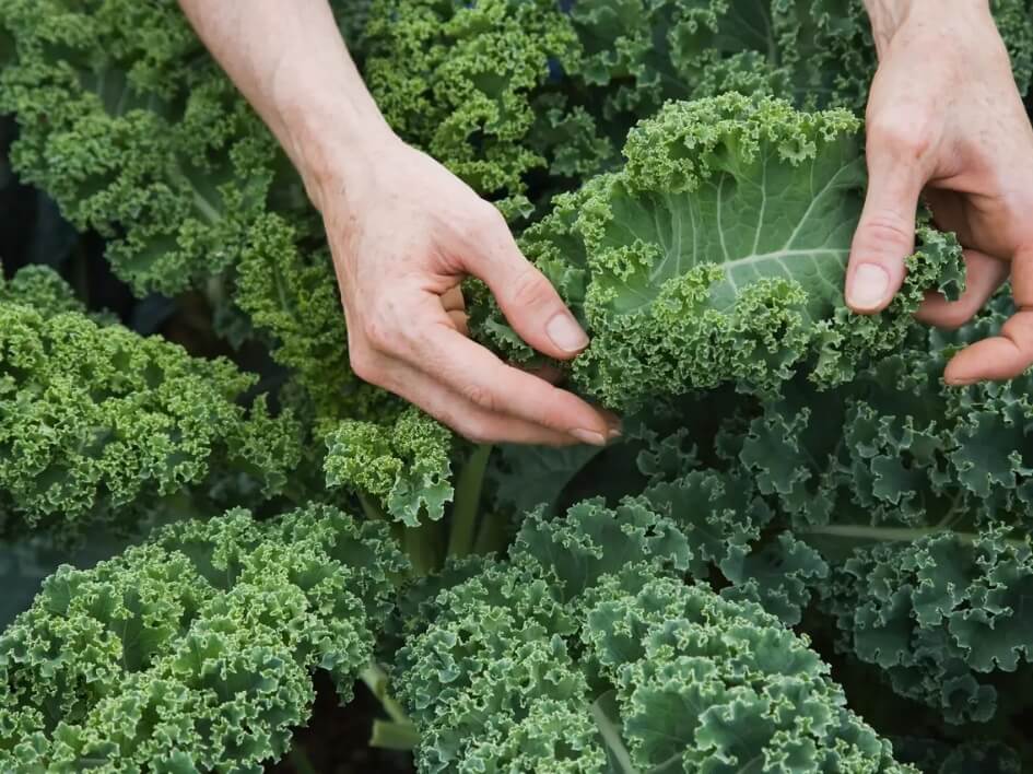 5 cách chế biến cải xoắn