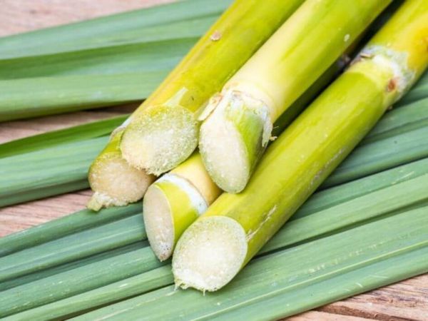 Việc lựa chọn cây mía tươi ngon là điều quan trọng nhất trước khi tìm hiểu cách bảo quản