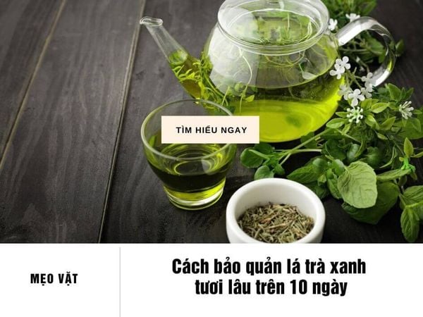 Chọn lá trà tươi chất lượng cao