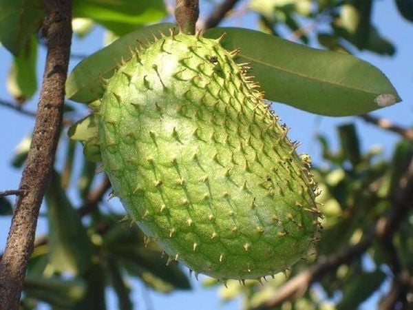 Mặc dù mãng cầu có thể bảo quản lâu trong ngăn đá, nhưng bạn không nên để chúng trong tủ đông quá 6 tháng để đảm bảo chất lượng và hương vị của chúng.