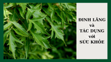 10 tác dụng của trà Đinh Lăng đối với sức khỏe