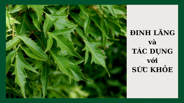 10 tác dụng của trà Đinh Lăng đối với sức khỏe