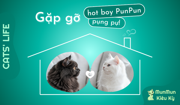 Tập 2: Diện kiến anh bạn lông xám