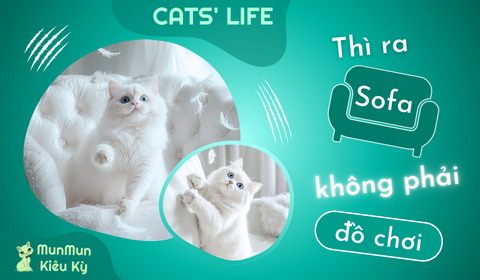Tập 4: Thì ra sofa không phải đồ chơi