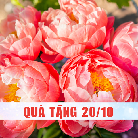 Top quà tặng ngày Phụ nữ Việt Nam 20/10 tặng mẹ, vợ, bạn gái, crush