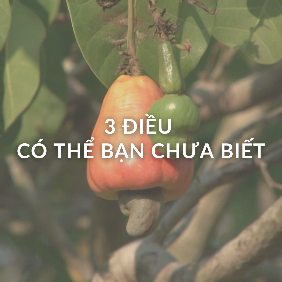 3 sự thật thú vị và lợi ích ít ai biết về hạt điều