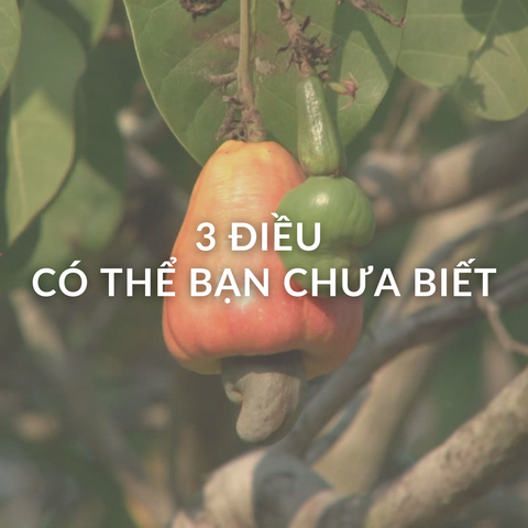 3 sự thật thú vị và lợi ích ít ai biết về hạt điều