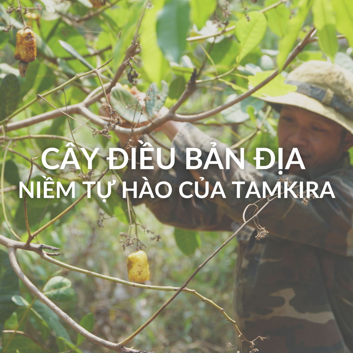 Cây Điều Bình Phước – Từ Giống Cây Bản Địa Đến Niềm Tự Hào Của Tamkira
