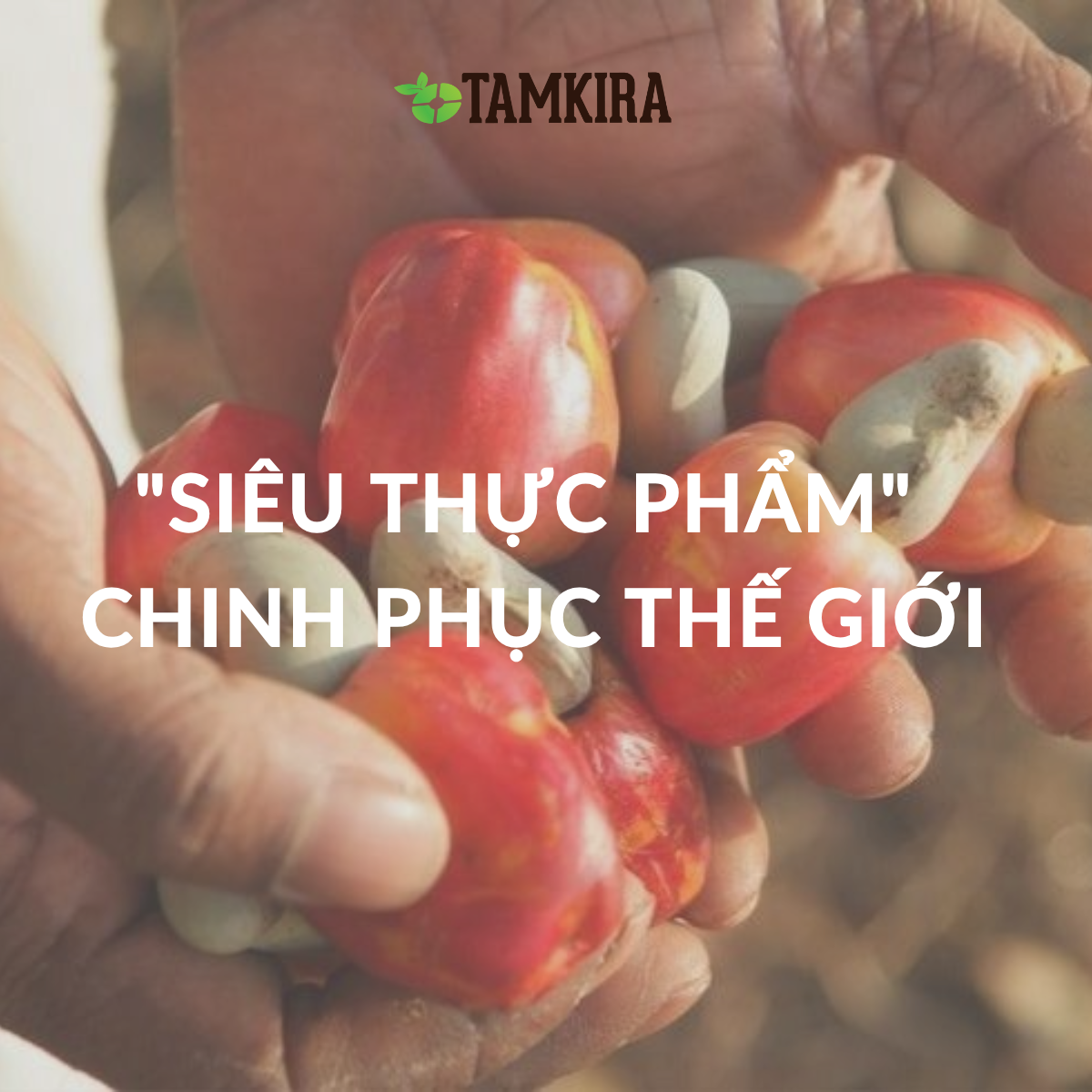 Hạt điều – 