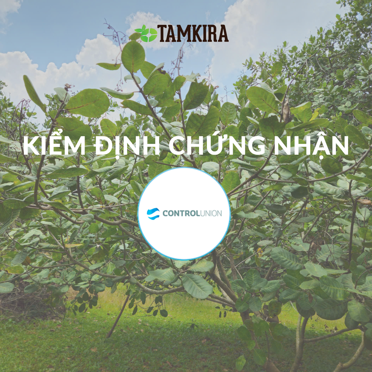 Kiểm định Control Union tại nguồn điều hữu cơ Tamkira: Bảo chứng cho chất lượng và sự minh bạch
