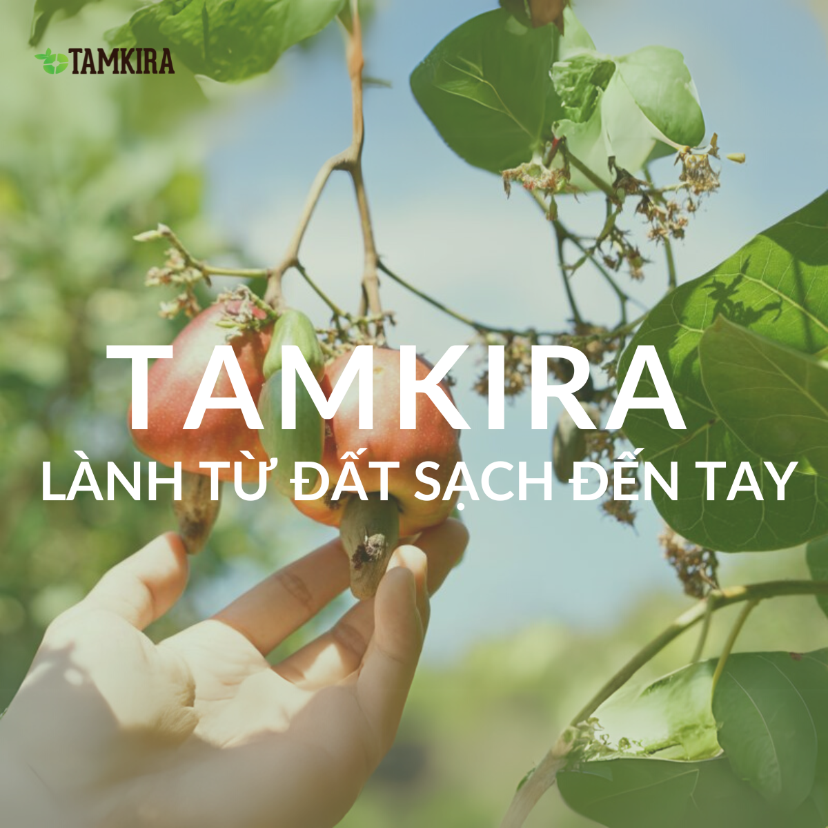 Tamkira - Hạt điều hữu cơ 