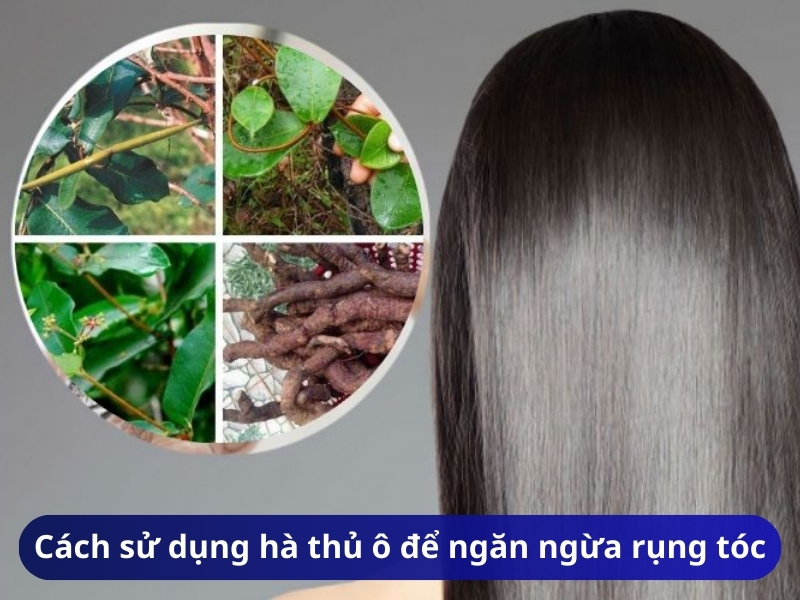 Cách sử dụng hà thủ ô trị rụng tóc hiệu quả