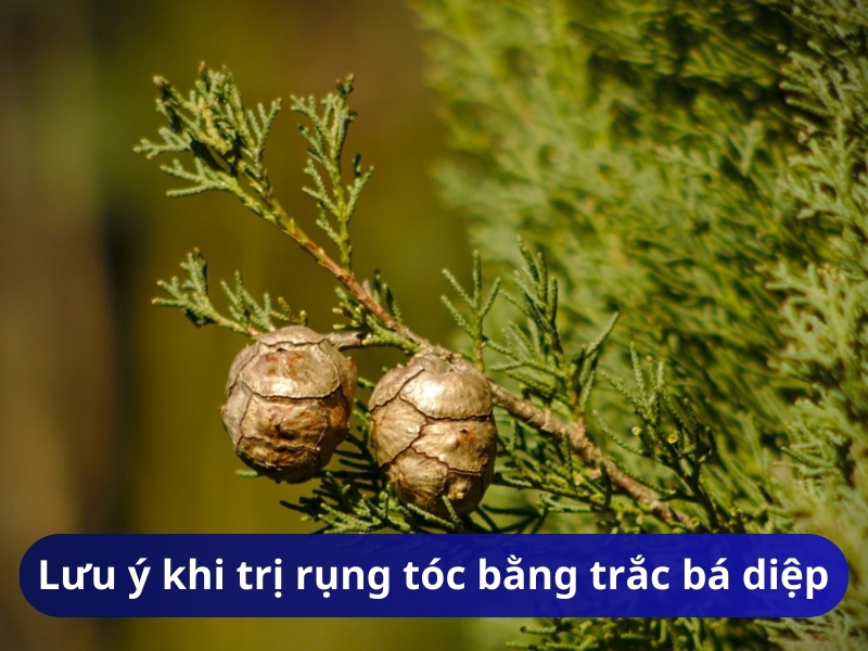 Trắc bá diệp trị rụng tóc có thật không? Hướng dẫn dùng trắc bá diệp dưỡng tóc ngay tại nhà
