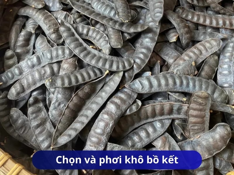 Chọn và phơi khô bồ kết