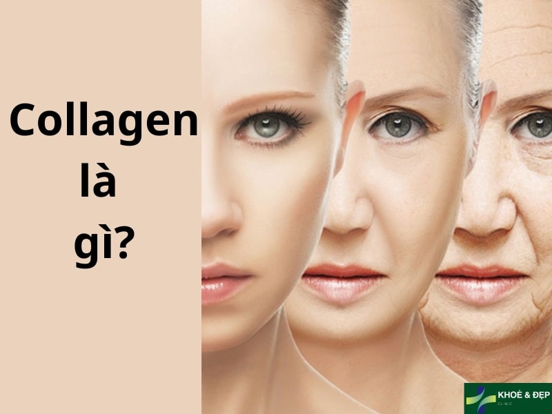 Khám phá về collagen