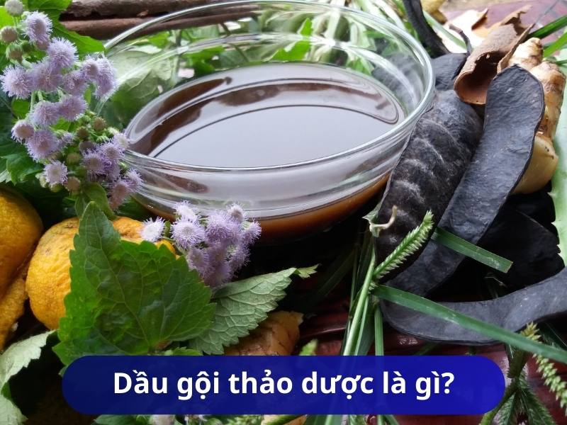Dầu gội thảo dược là gì?